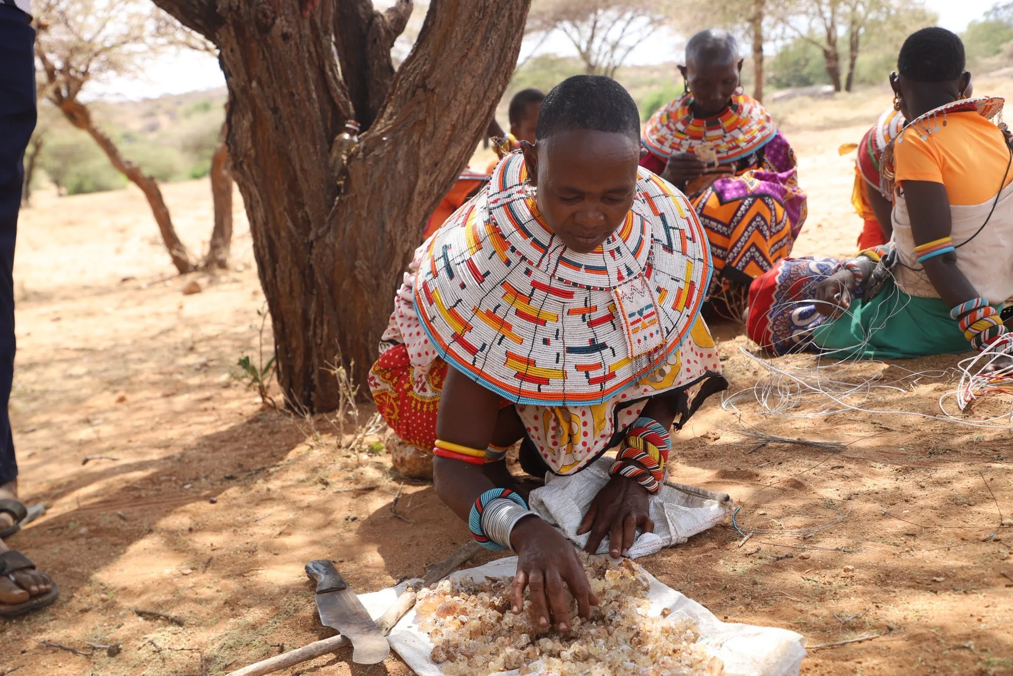 Gum Arabic and resin harvesting